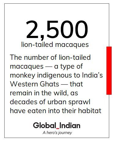 Come sono in pericolo i macachi dalla coda di leone