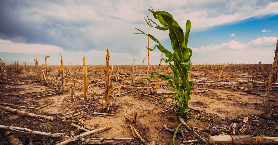Indian agriculture and climate change