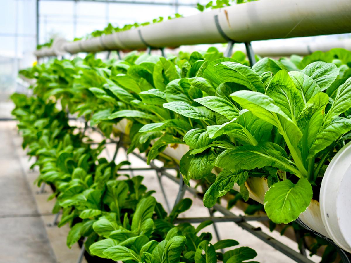 farming