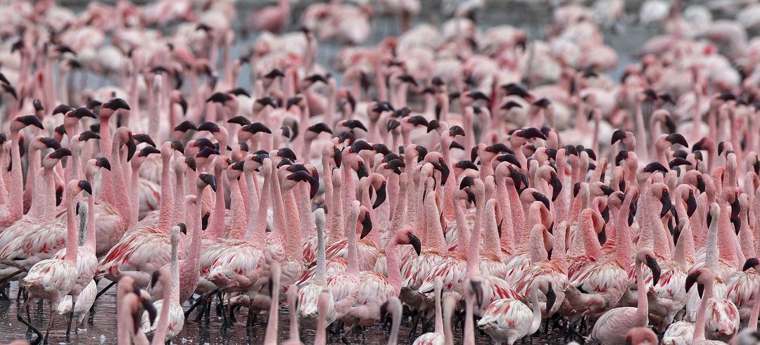 Flamingoes