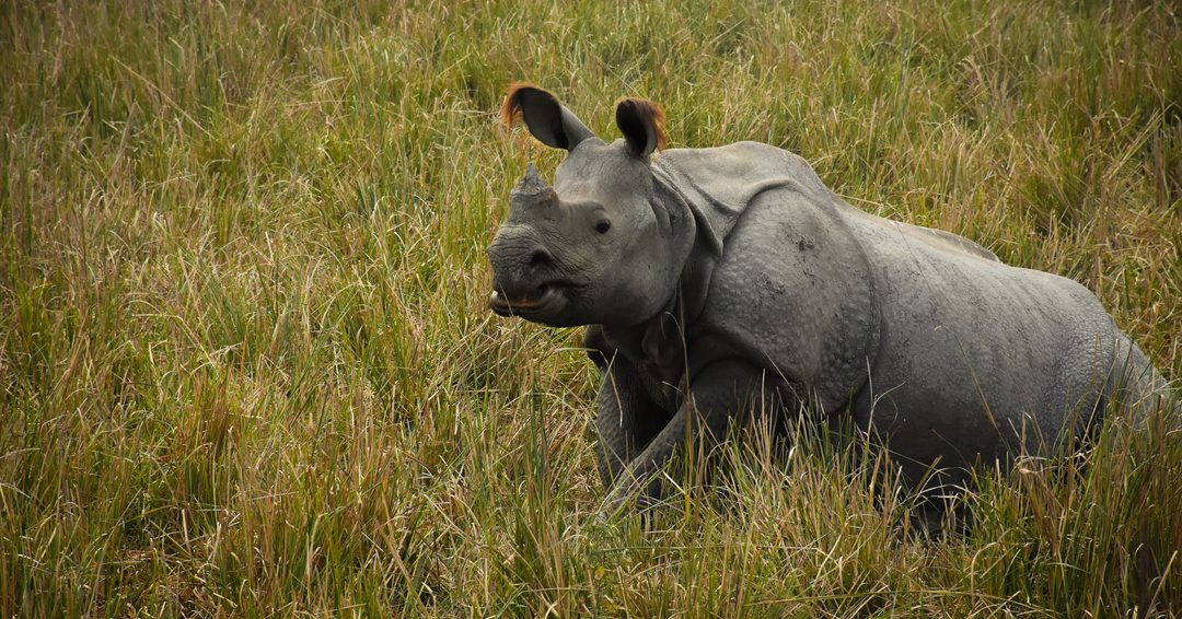 Indian rhino