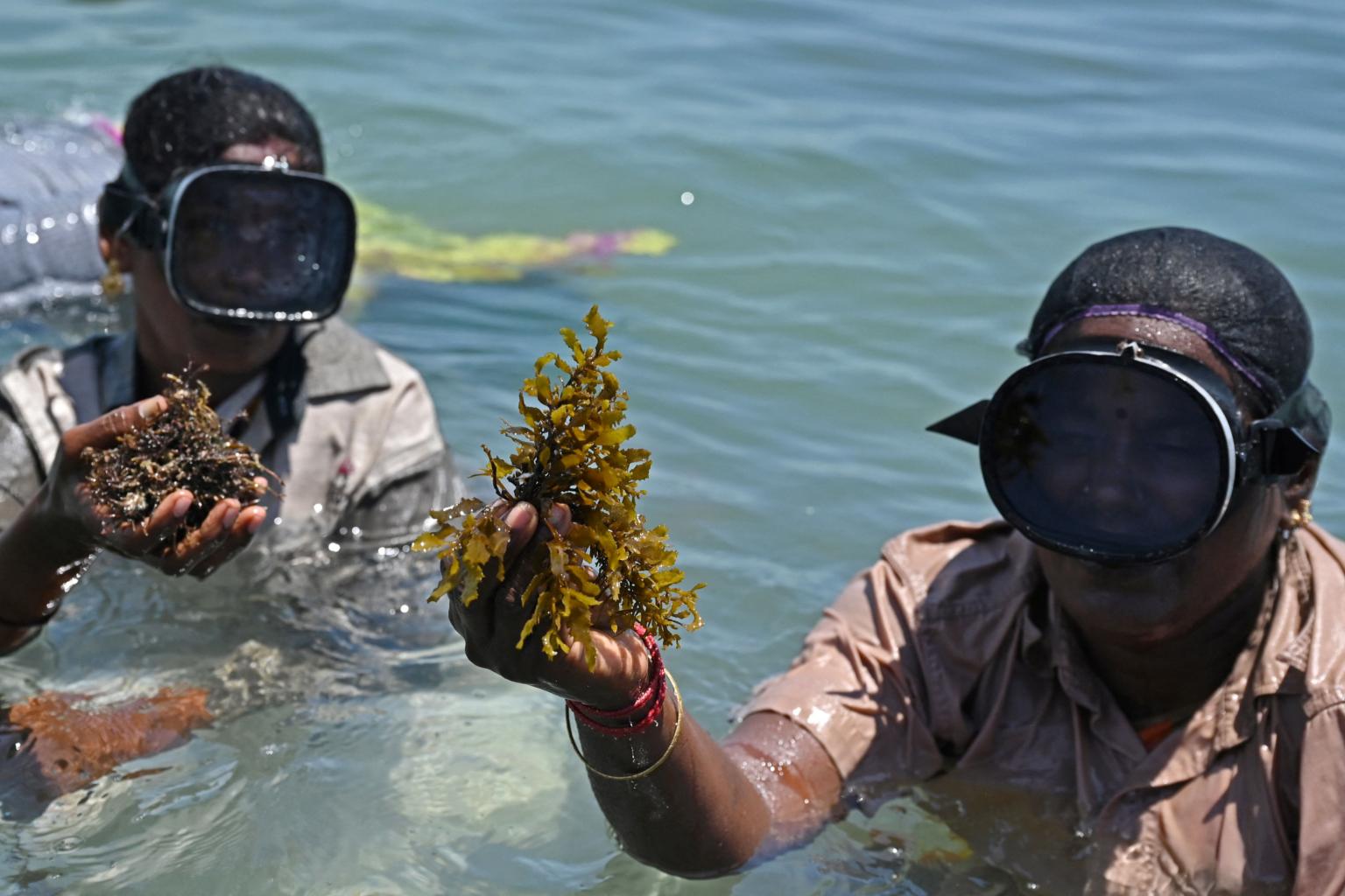 Indian seaweed farmers