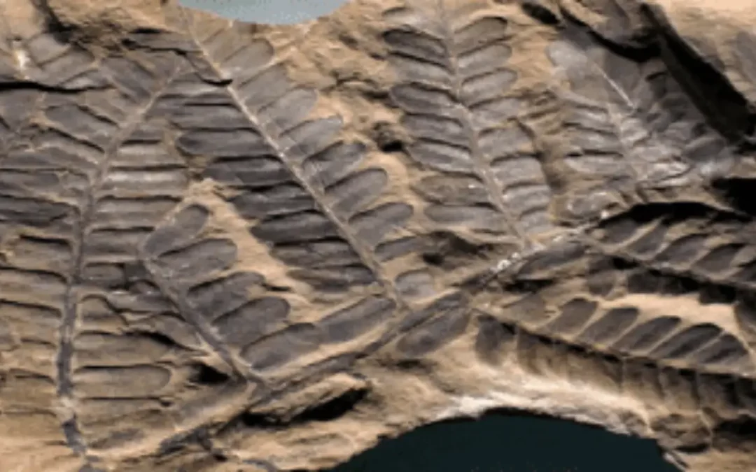 Why India’s fossil wealth has remained hidden
