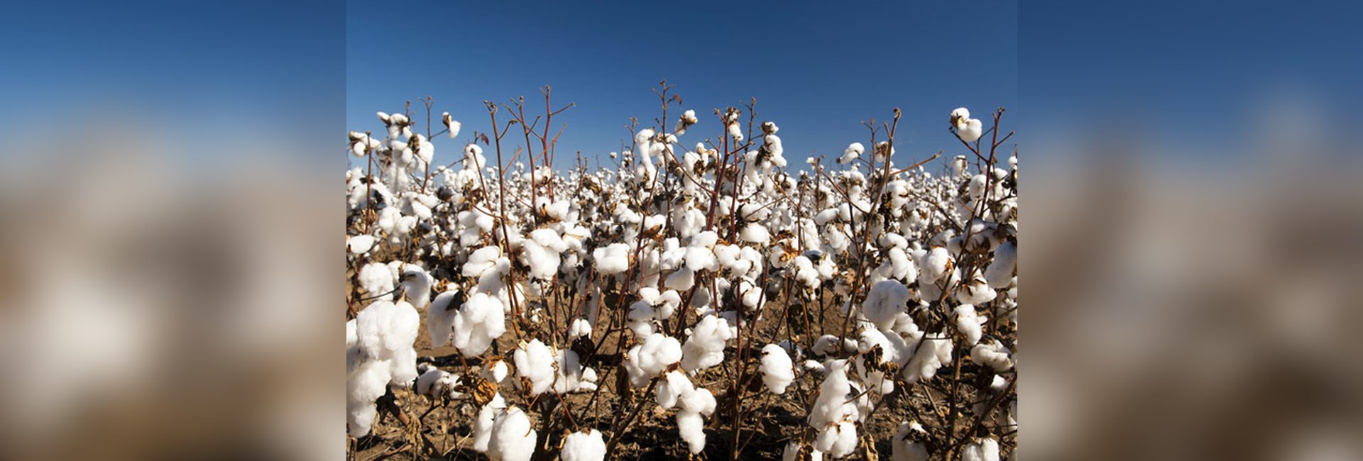 Organic Cotton