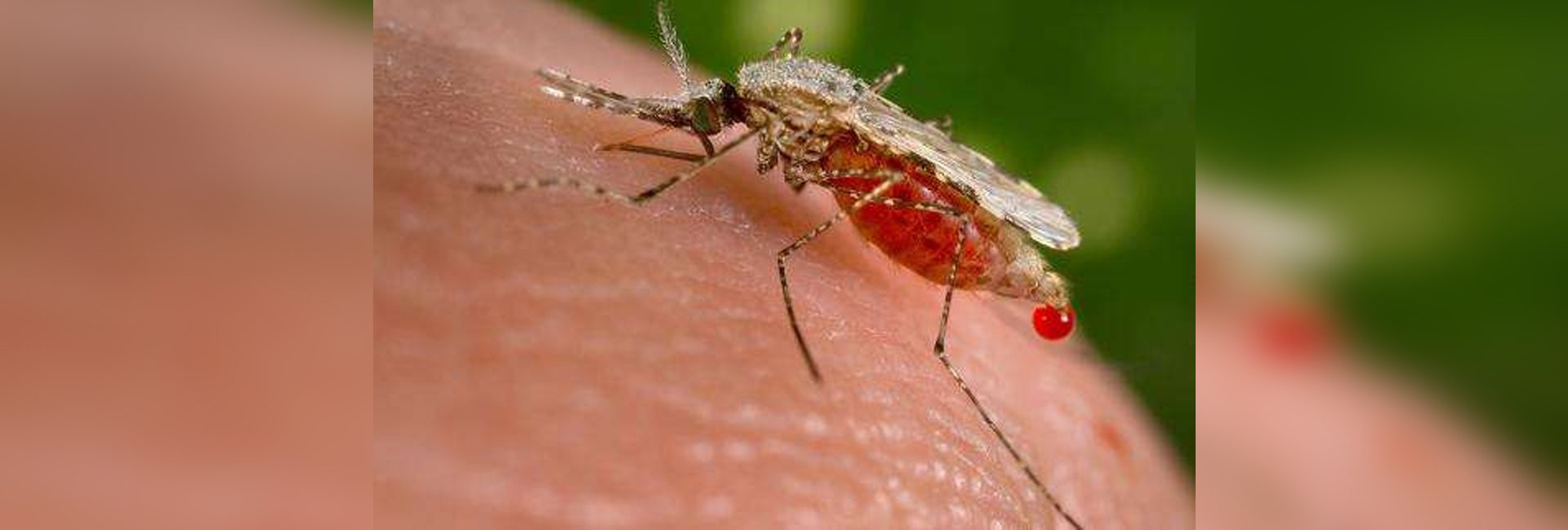 Mosquitoes