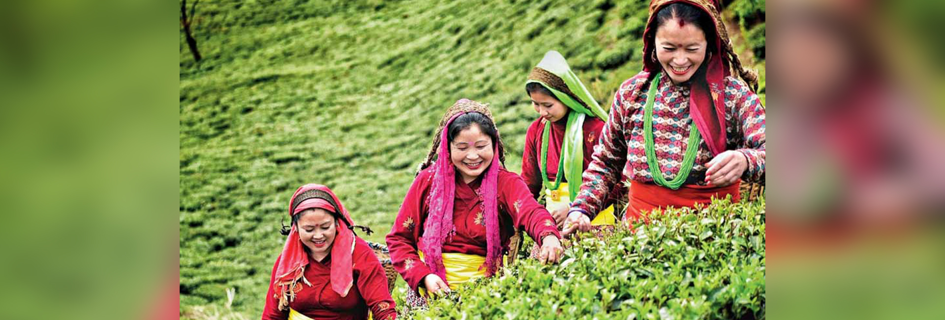 darjeeling tea