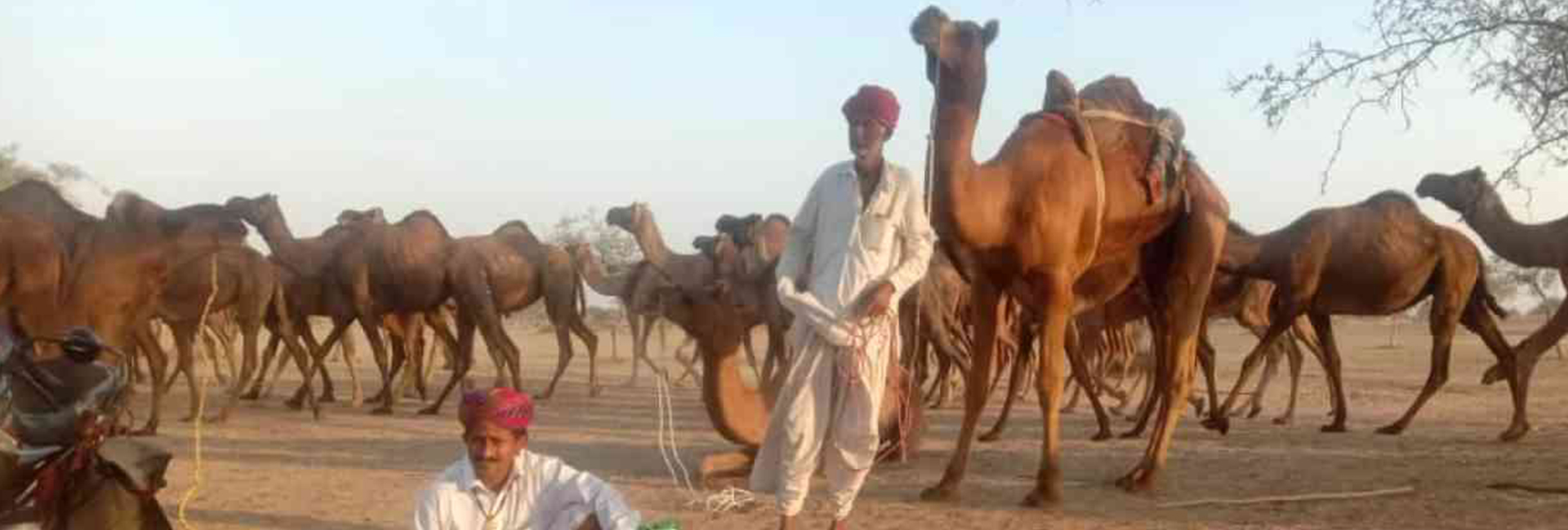 indias-pastoralists