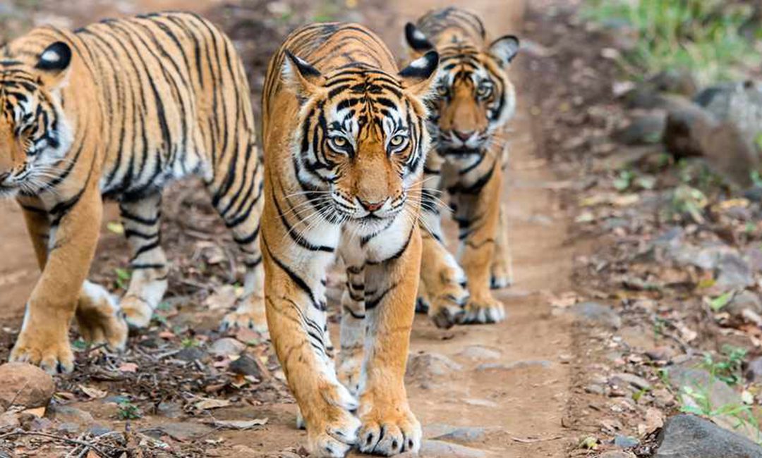 Dangerously Scarce 50 Years Ago, India’s Tigers Bounce Back: NYT