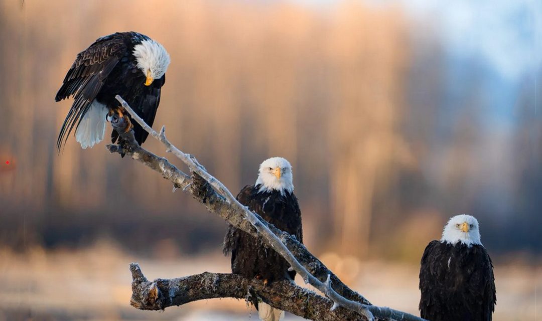 Karthik Subramanium: Indian-origin photographer rewrites nature’s saga, wins Picture of the Year award