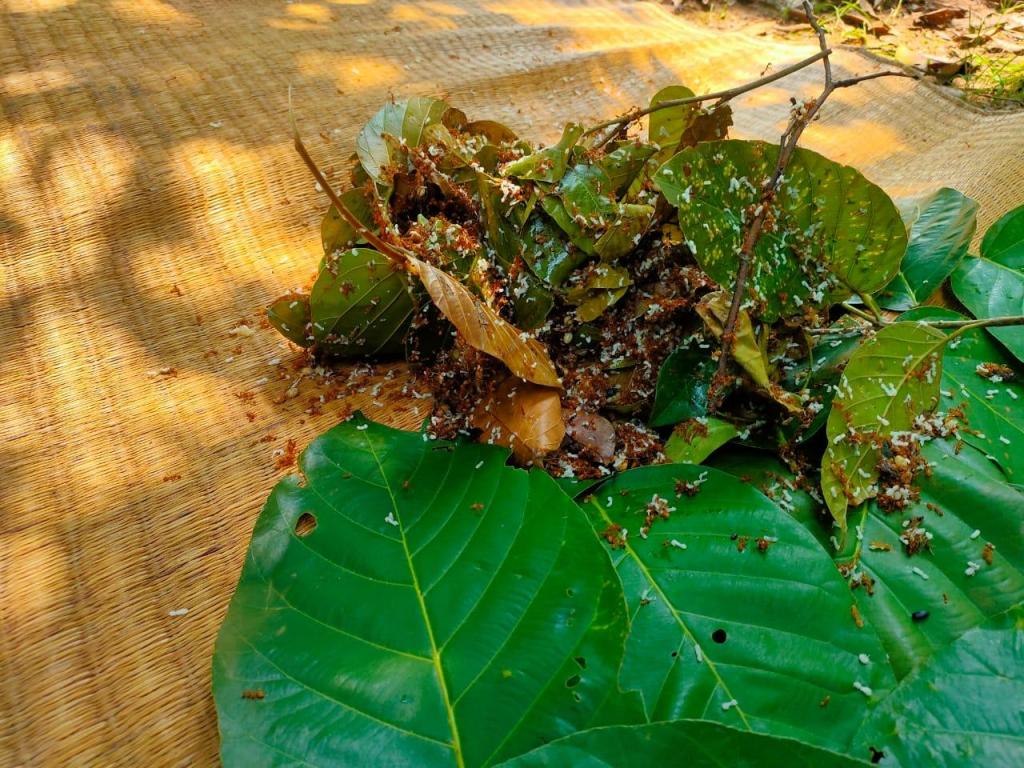 Red Ant Chutney | Global Indian