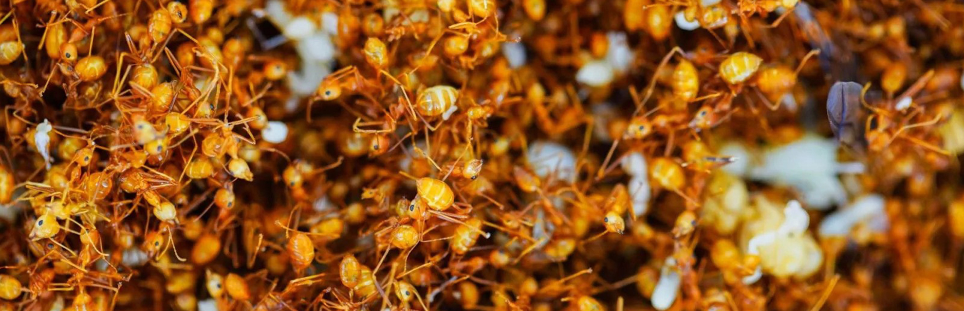 Red Ant Chutney | Global Indian