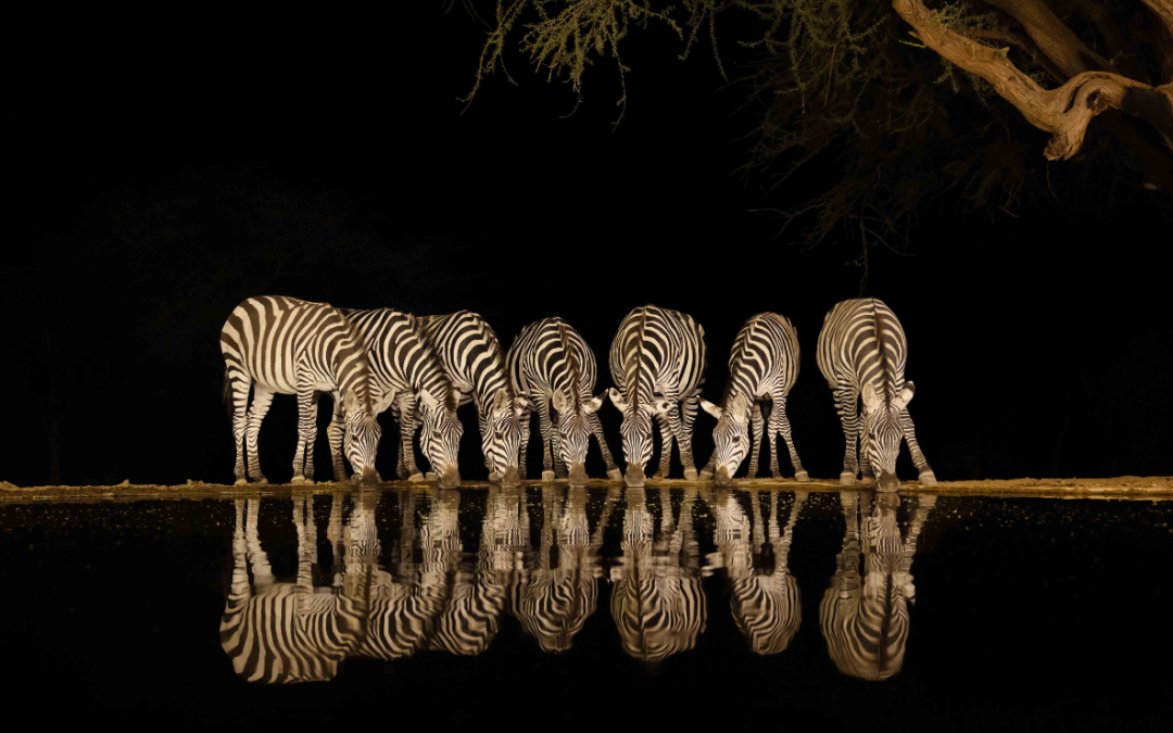 Into the jungles with wildlife photographer Parag Bhatt
