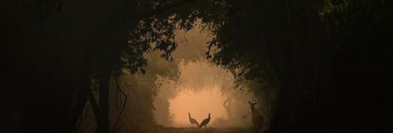 Shreyovi Mehta | Global Indian