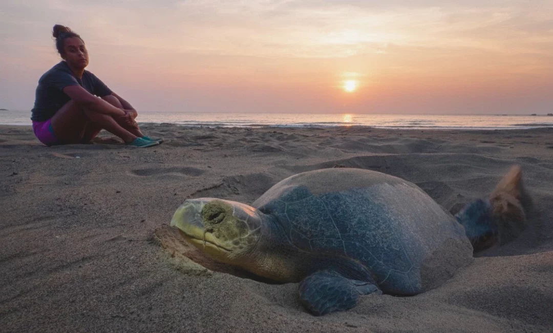 Taira Malaney and the making of Turtle Walker: A story of wonder and wildlife