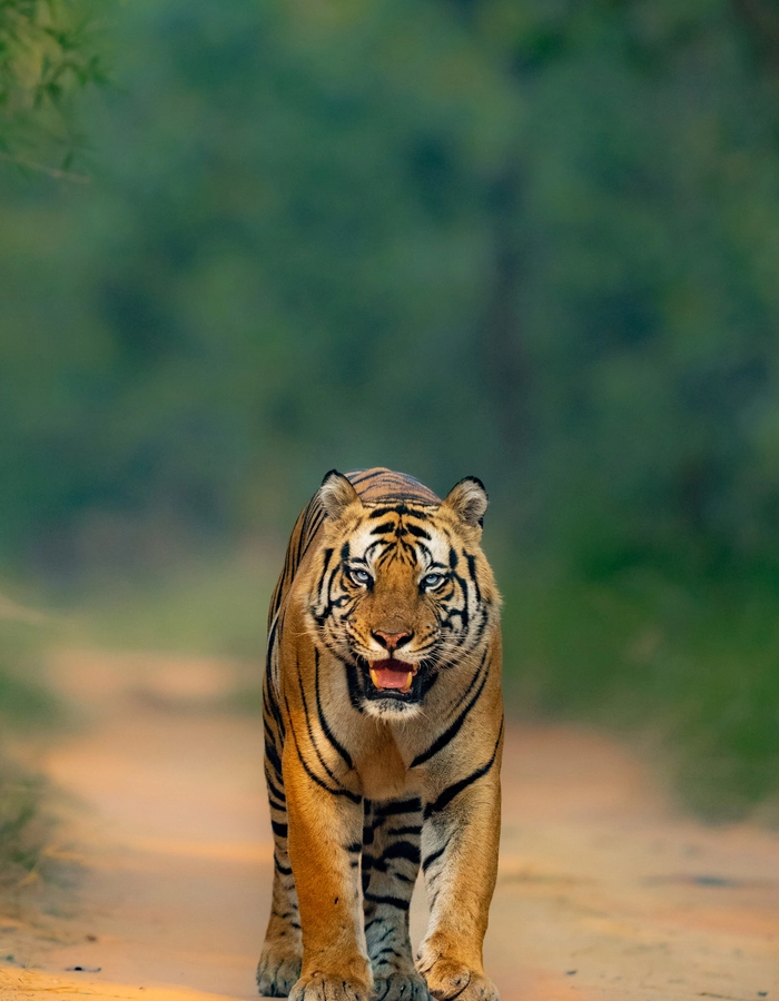 Tiger | Global Indian