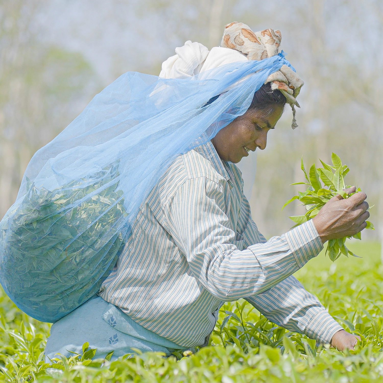 Woman picking tea leaves in Assam