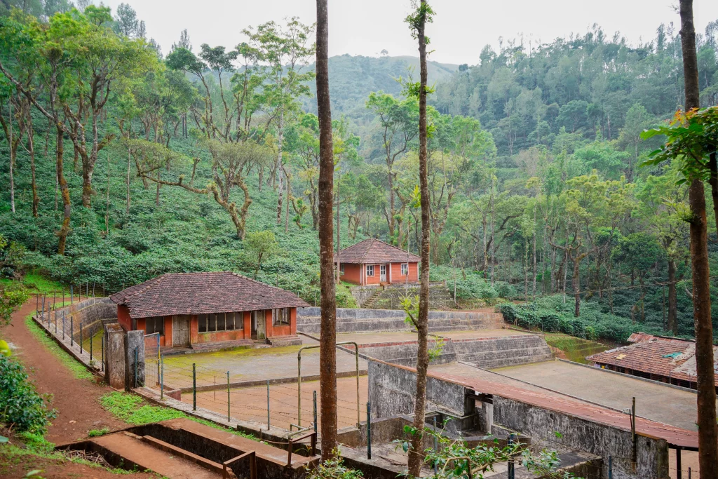 Kelachandra Coffee Estate 