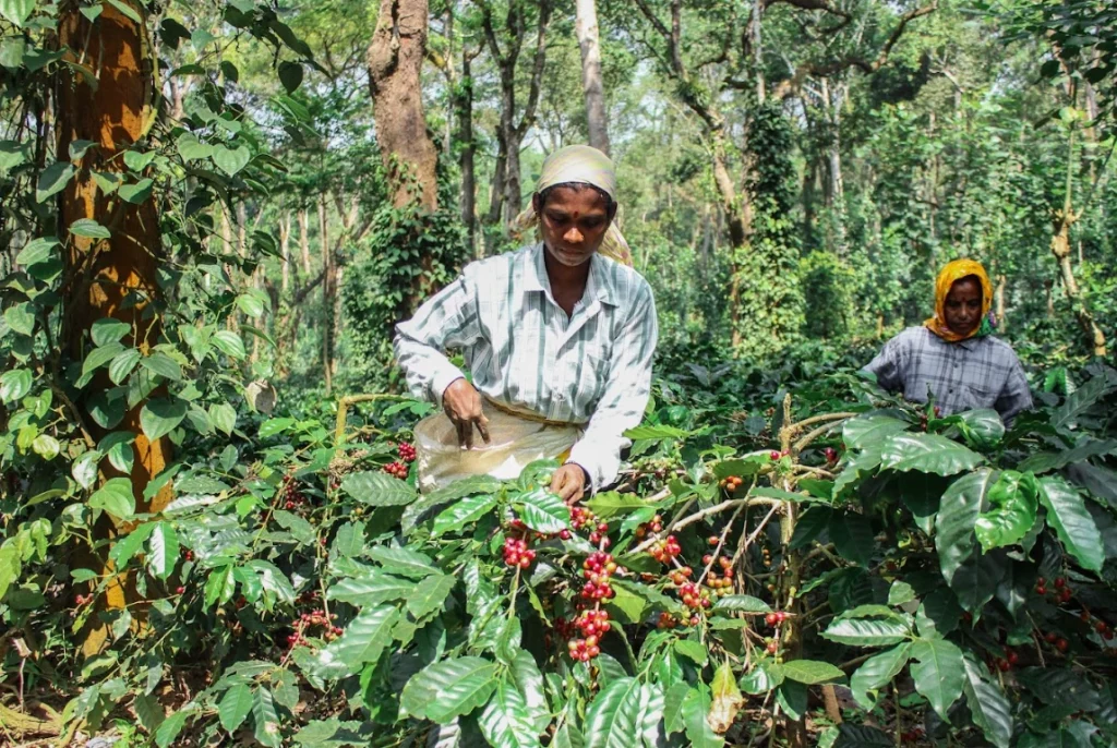 Workers at Kelachandra Coffee estate