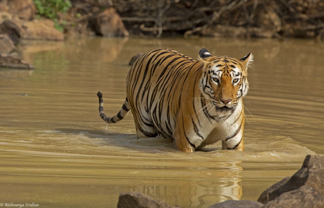 Photography by Aishwarya Sridhar