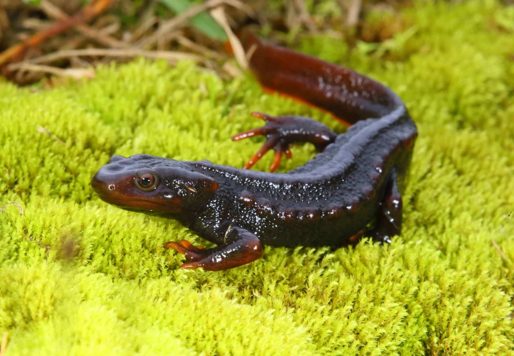 Salamander