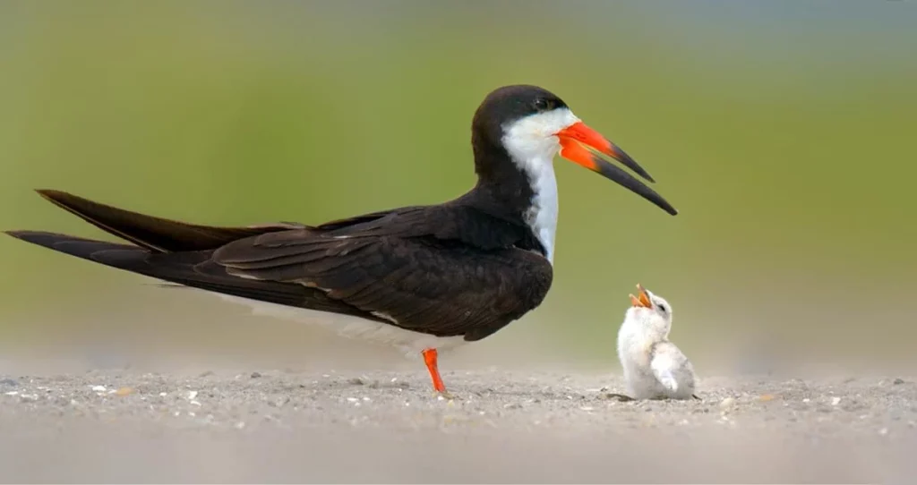 Skimmers_Bird