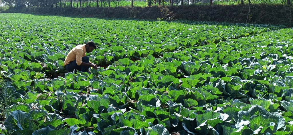 Rajasekar Govindhasamy | Indian Agriculture Professional