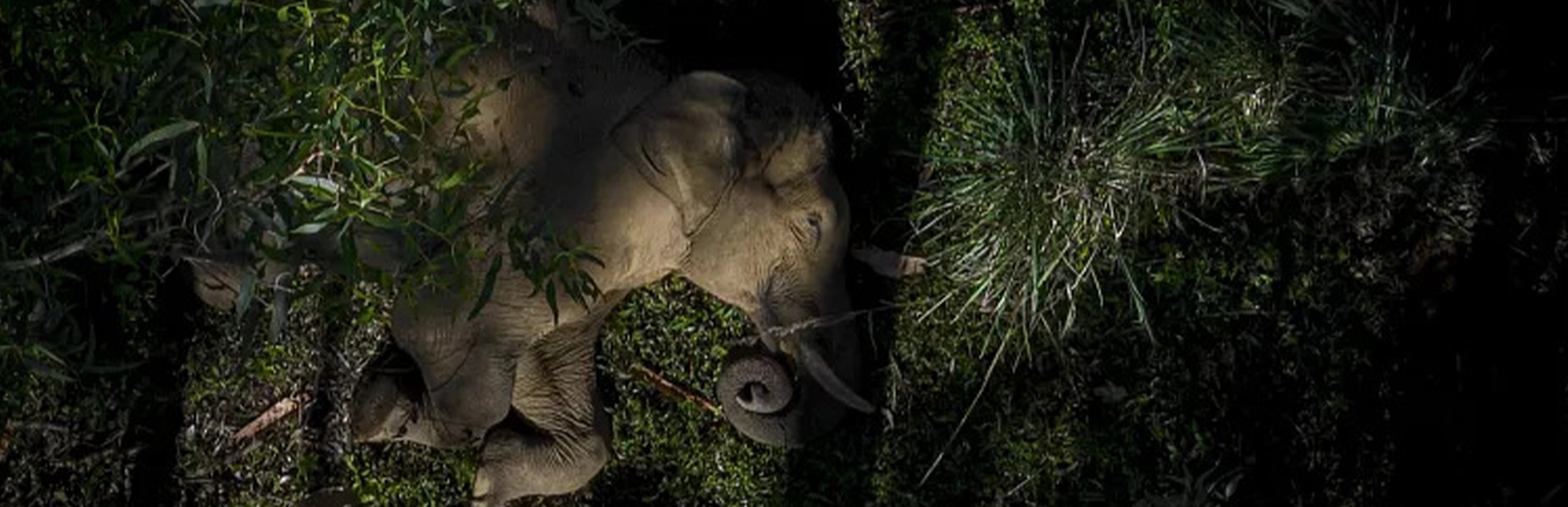 'Sleeping Giant', a photograph of an elephant resting on its side, which earned Dhanu Paran the Siena Drone Photo Awards 2023 in Italy.